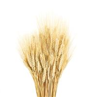 13768_1303987889 (Custom)